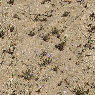 Petite Flowers  04-02-2022