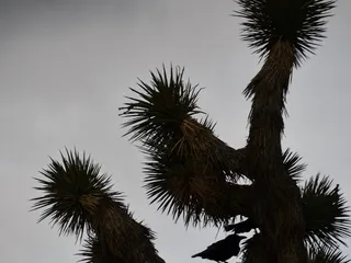 Prime Desert Woodland Preserve