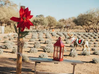 Life Under The Oaks Lavender Farm