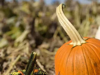 Marana Pumpkin Patch & Farm Festival