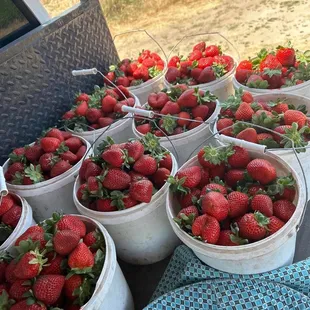 Saechao Strawberries Stand