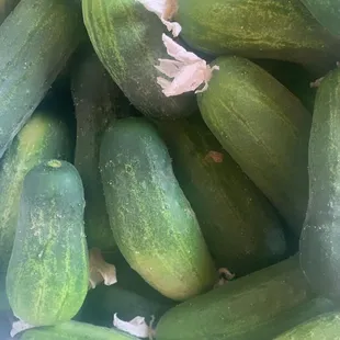 Pickling cucumbers
