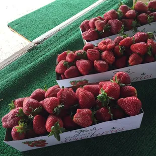 boxes of fresh strawberries