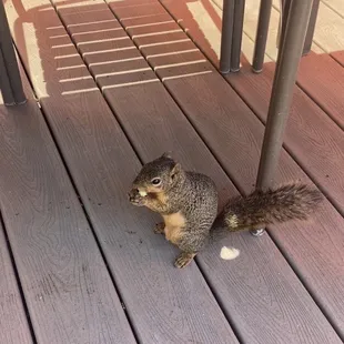 Friendly squirrel.