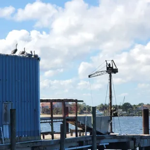 Pelicans -- not for eating