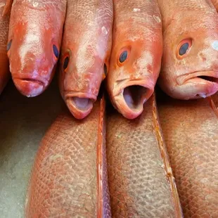 Fresh Fish