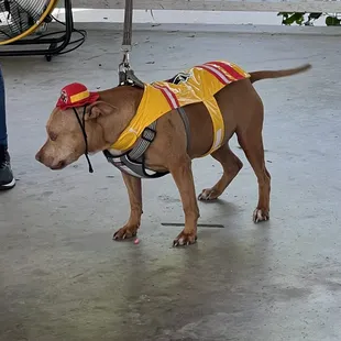 Halloween dog costume contest!