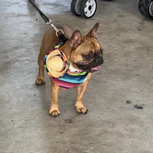 Halloween dog costume contest!