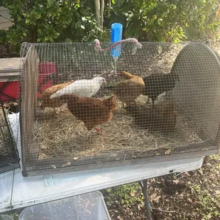 More chickens!
