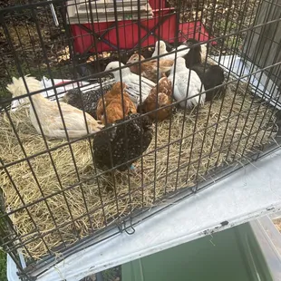 Chickens for kids to have fun with