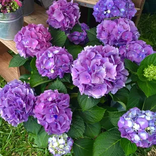Flowers on sale from the local florist