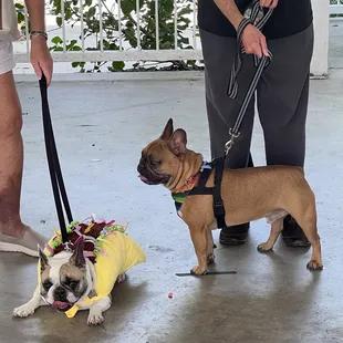 Halloween dog costume contest!