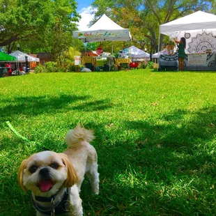 Mocha Coconut loving the grass. A few vendors in the background!