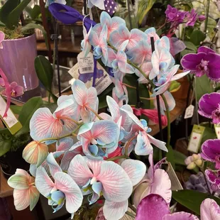 Unique orchid colors