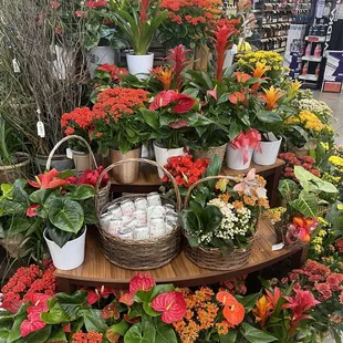 Love Safeway's floral section