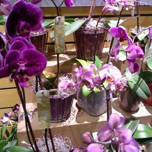 a display of purple orchids in pots