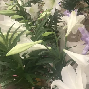 a variety of white and pink flowers