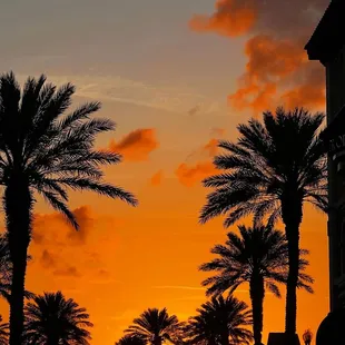 palm trees at sunset