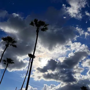 palm trees against a cloudy sky