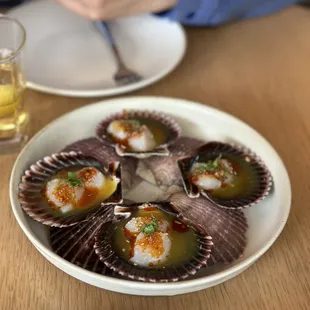 Peruvian Scallop