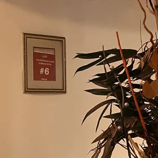 a plant in a corner