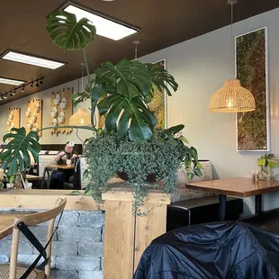 Moss frames and indoor plant decor