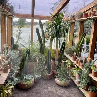 Cute cactuses in the front