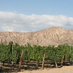 View of vineyard behind Sagebrush Annie&apos;s