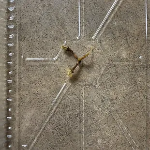 Someone's grape stem from the kitchen...