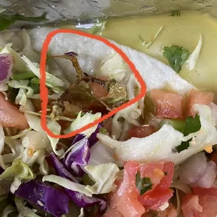 Taco had someone's chewed up grape stem in it...