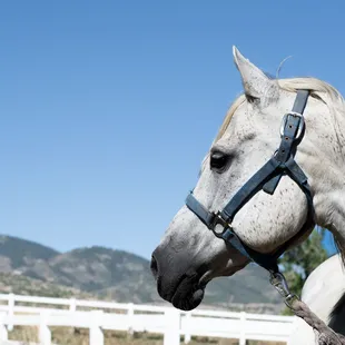 Horseback Riding, Horse Camp, trail riding, pony rides