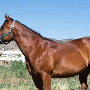 Horseback Riding, Horse Camp, trail riding, pony rides
