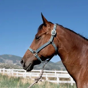 Horseback Riding, Horse Camp, trail riding, pony rides