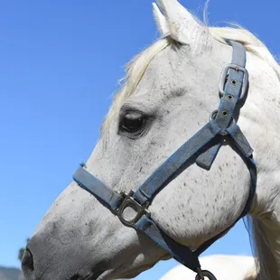 Horseback Riding, Horse Camp, trail riding, pony rides