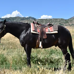 Horseback Riding, Horse Camp, trail riding, pony rides