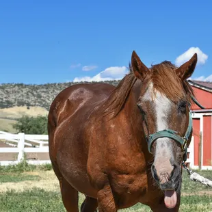 Horseback Riding, Horse Camp, trail riding, pony rides