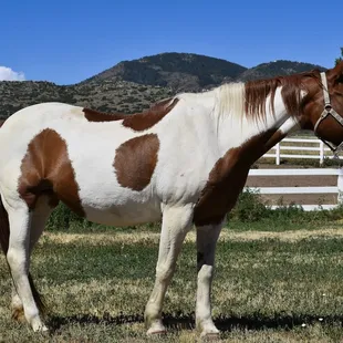 Horseback Riding, Horse Camp, trail riding, pony rides