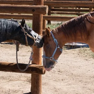 Horseback Riding, Horse Camp, trail riding, pony rides