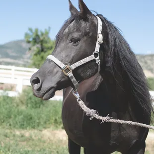 Horseback Riding, Horse Camp, trail riding, pony rides