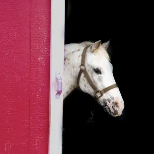 Horseback Riding, Horse Camp, trail riding, pony rides