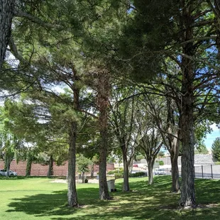 Underneath the trees