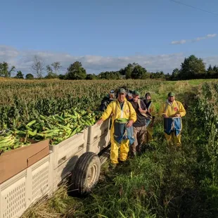 Sweet corn picking... Fresh daily into October.