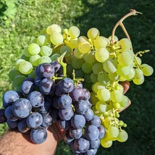 Grapes