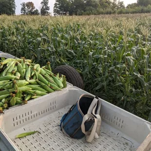 We pick sweet corn fresh every day.