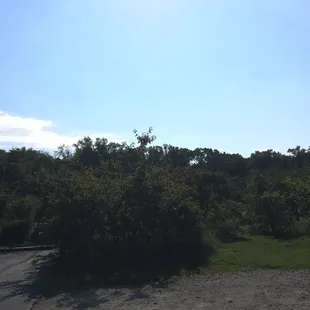 Gorgeous Apple farm