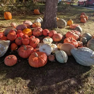 Colorful pumpkins