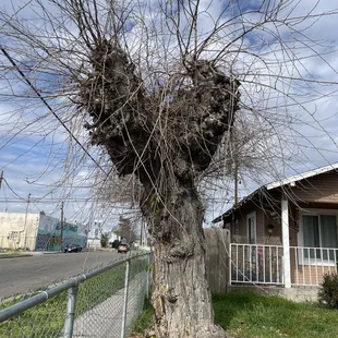 Morus alba fruitless tree.