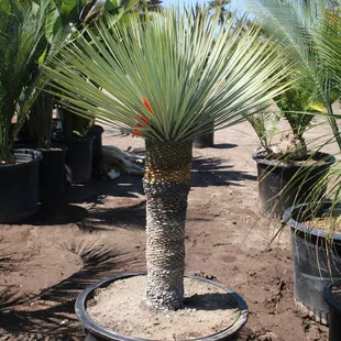 yucca restrota