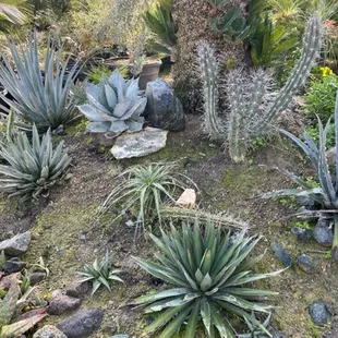 We also do agave some cactus and succulents