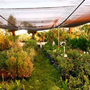 avariety of 1 and 5 gal plants